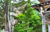 Houses & Trees - Shirakawa-Go